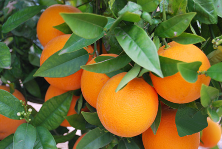 Naranjas-navelinas